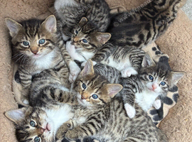 4 male Bengal x kittens for sale