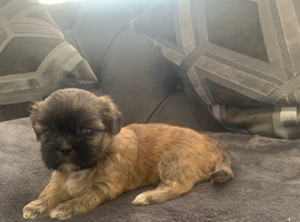 Shitzue puppies
