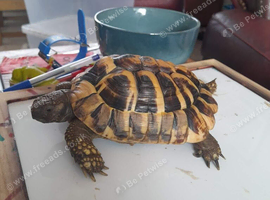 Horsefield tortoise