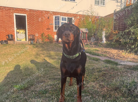 Handsome 3 year old Doberman stud