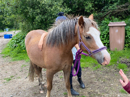 2yo Registered gelding