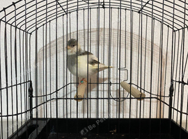 Good quality fife canaries