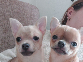 Chihuahua