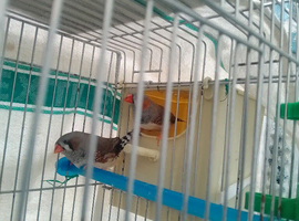 Zebra finch for sale