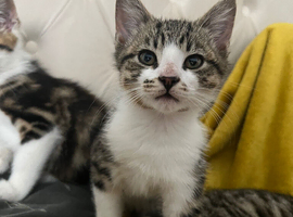 Kittens
