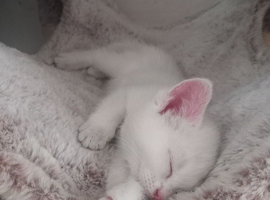 2 kittens left . 1 girl and 1 boy
