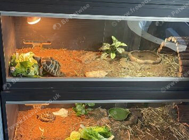 Tortoises with set ups