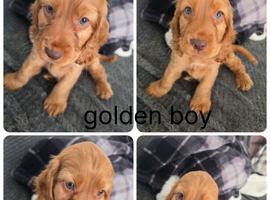 Cocker spaniel 3 boys available