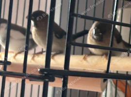 Bengalese finches  x 3