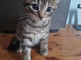 Kittens