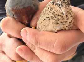 Smolest beautiful pat quail