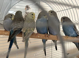 Baby Budgies