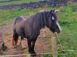 13.1 hh cob mare