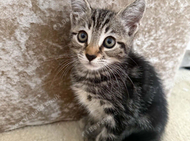 Female kitten
