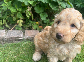 F1b cockapoo puppies
