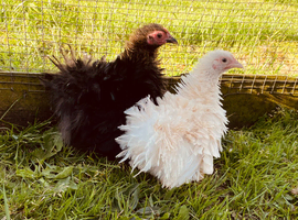 Frizzle Pekin girls