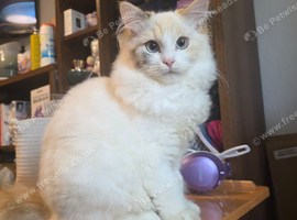Ragdoll / Persian Cross for sale
