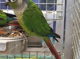 Baby Conure Parrots