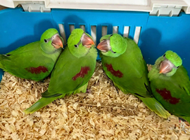 Hand Reared Tame Talking. Baby Alexandrian Parrots