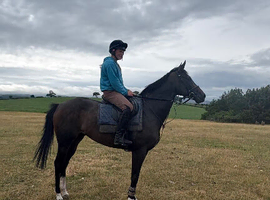 Stunning 16h Mare 5yrs old