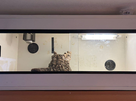 Red bearded dragon with vivarium