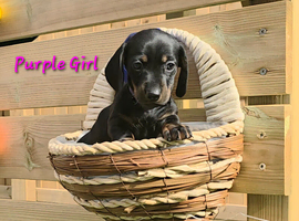 Last pup ready 15 June Miniature dachshund puppies
