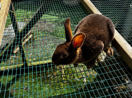 Mini Rex