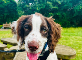 Sprocker Spaniel - 19 weeks old