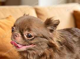 Chocolate female chihuahua