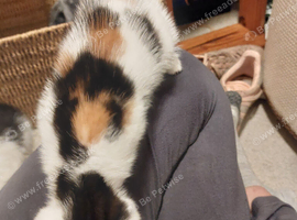 Female Calico Girl Kitten White Black Ginger multi colour