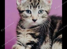 3 beautiful female kittens, ready to leave now