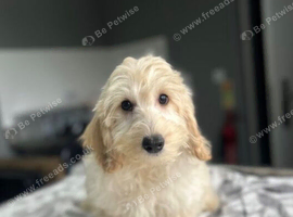 Bluebell 2 f1b cockapoo boys ready to be viewed