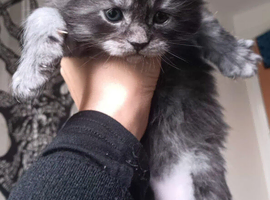 Purebred MaoneCoon kitten