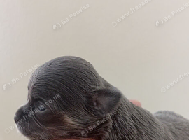 Beautiful pure chihuahua puppys blue brindle color