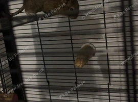 2 Degus for sale
