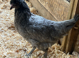 POL Tutti Frutti Hybrid Chicken