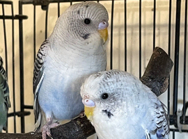 Black Wing Budgies