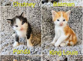 Domestic Short Hair kittens