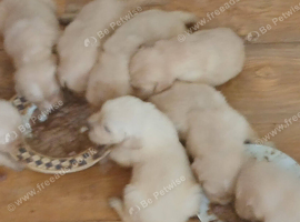 8 gorgeous Retriever pups