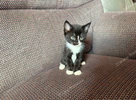 Black and white kitten
