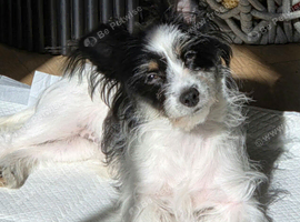 Papillon cross 5 months old needs new home