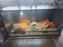 Horsefield tortoise
