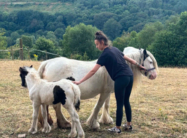Mare for sale