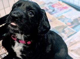 Beautiful litter of working KC reg puppies