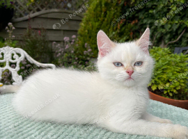Fully Vaccinated Golden Colourpoint