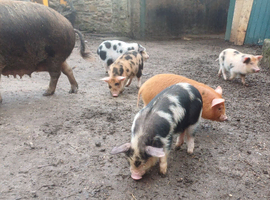 Kune kune X piglets