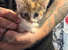 3 beautiful kittens ready this weekend