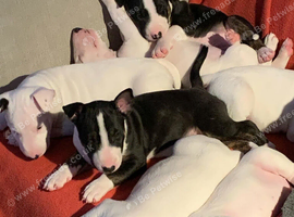 Kc registered English bull terrier puppies