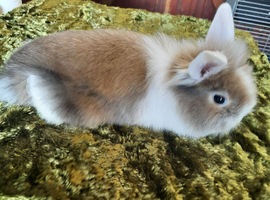Female lionhead x lop