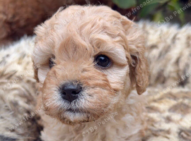 Charming Cavapoo Puppies For Loving Families